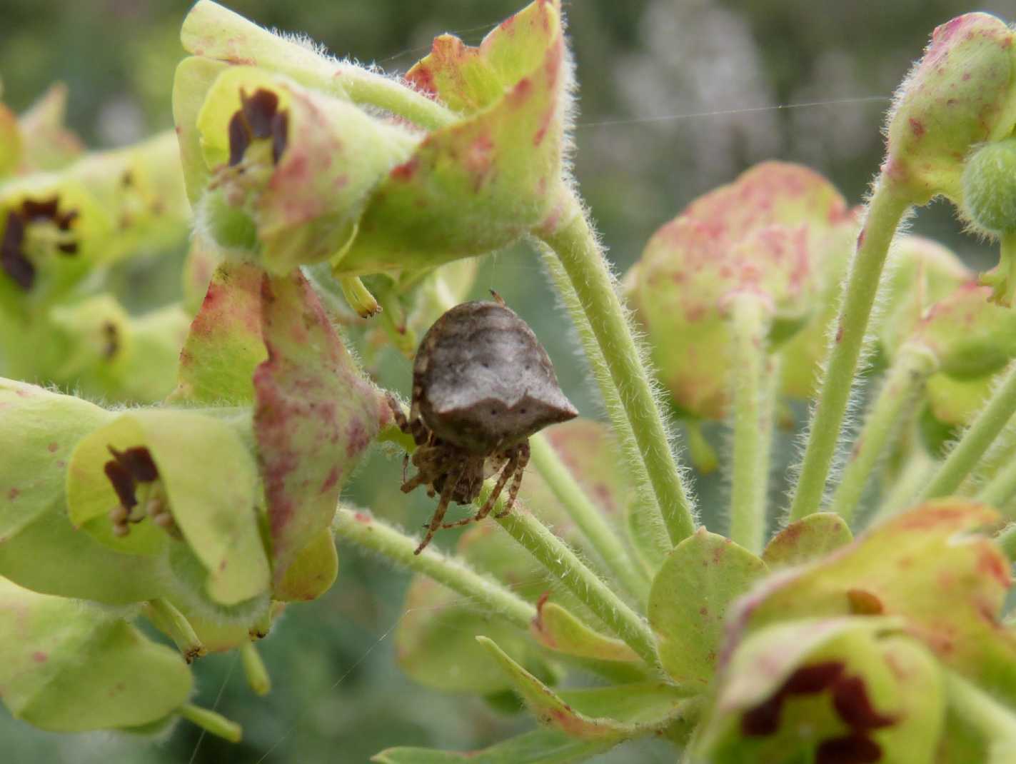 Gibbaranea sp.